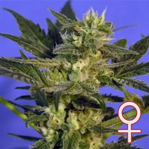 K.C. 45 Feminized – Alchimia Grow Shop