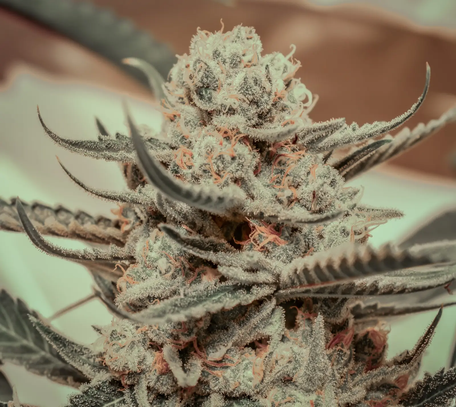 Killer Queen Feminized – Alchimia Grow Shop