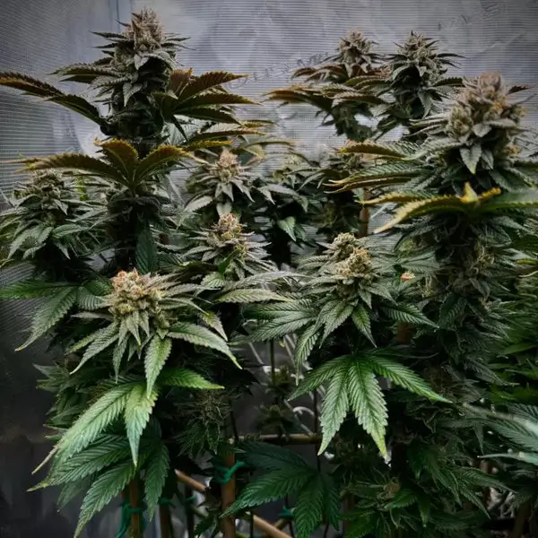 Kombucha Feminized – Alchimia Grow Shop