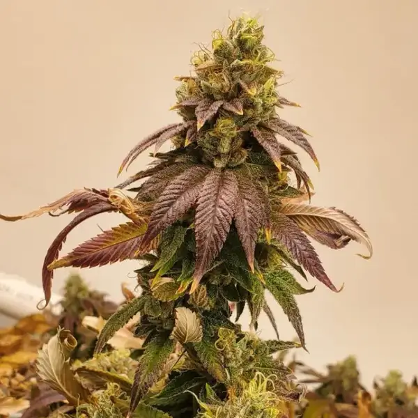 Kombucha Feminized – Alchimia Grow Shop