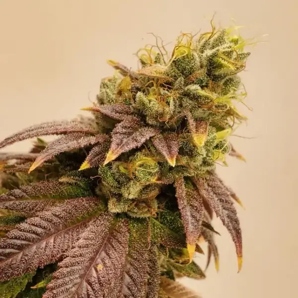 Kombucha Feminized – Alchimia Grow Shop