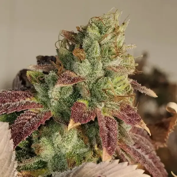 Kombucha Feminized – Alchimia Grow Shop