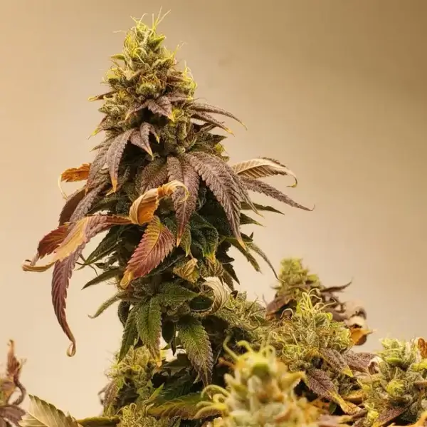 Kombucha Feminized – Alchimia Grow Shop
