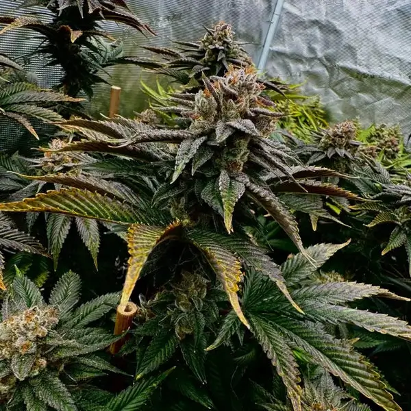 Kombucha Feminized – Alchimia Grow Shop