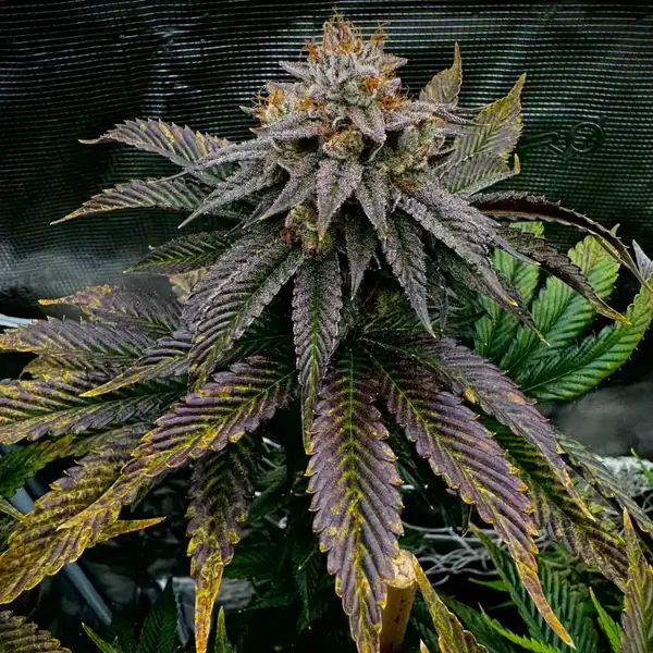 Kombucha Feminized – Alchimia Grow Shop