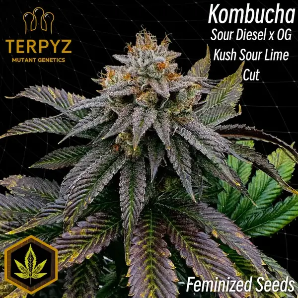Kombucha Feminized – Alchimia Grow Shop