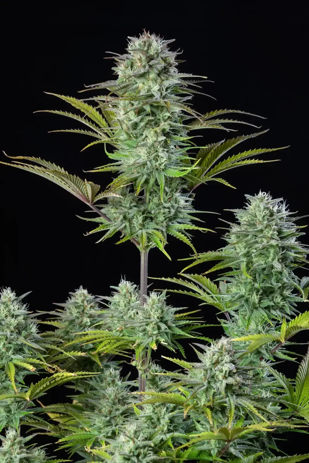 Kosher Cake Auto Autoflower – Alchimia Grow Shop