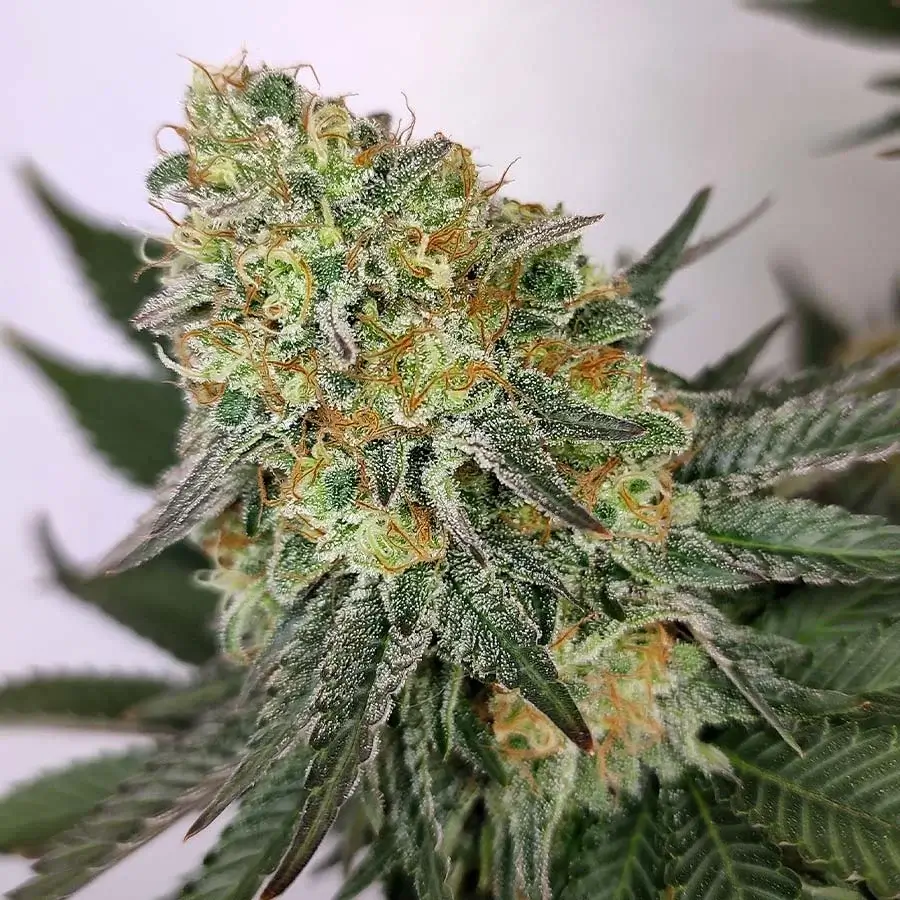 Kraken Feminized – Alchimia Grow Shop