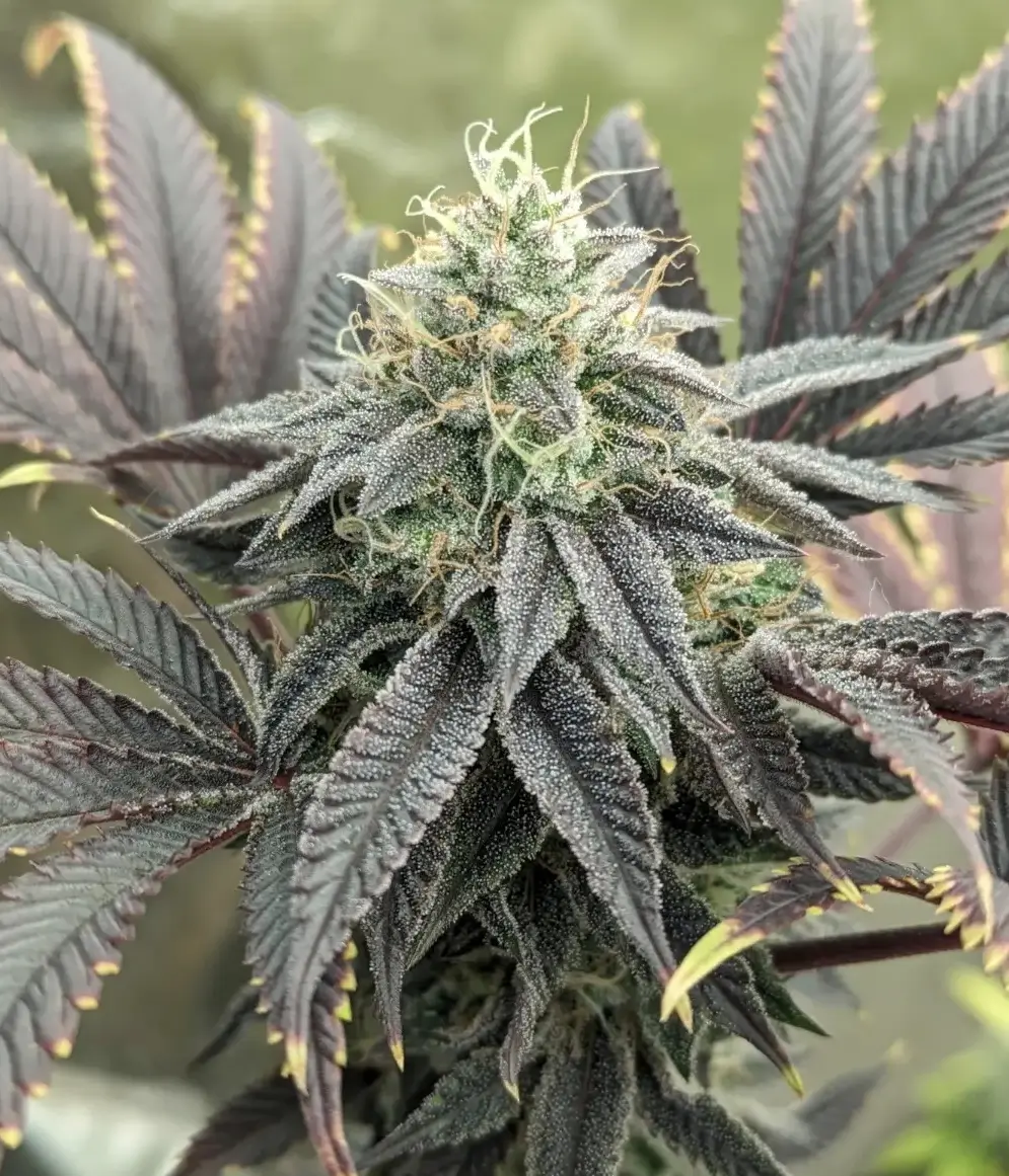 Kruntz Regular – Alchimia Grow Shop