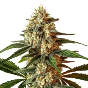 Kush Mints Auto – Blimburn Seeds
