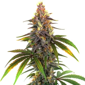 Kush Mints – Blimburn Seeds
