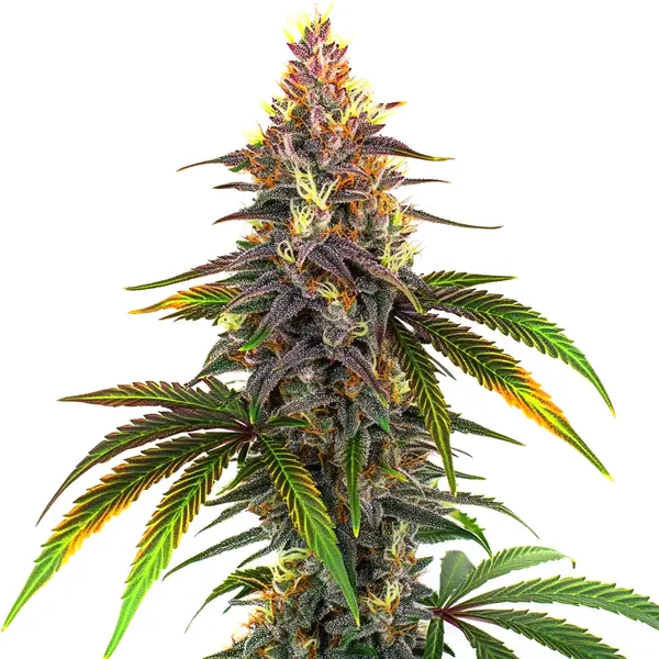 Kush Mints – Blimburn Seeds