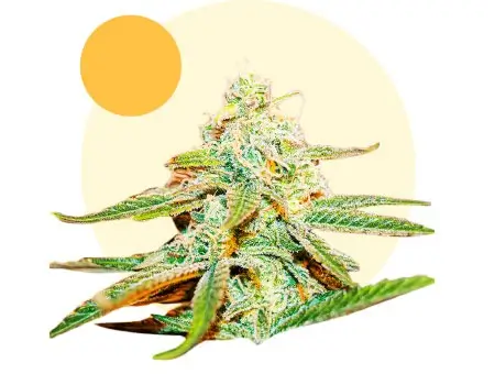 Lafanta Light Feminized – Alchimia Grow Shop