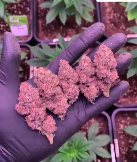 Lamponi Feminized – Alchimia Grow Shop