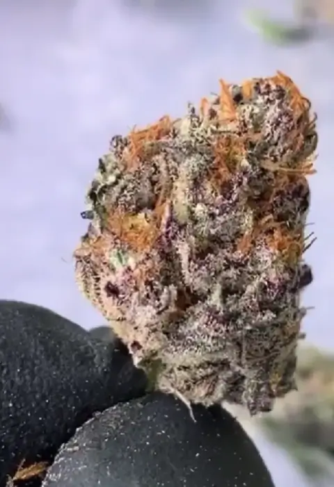 Lamponi Feminized – Alchimia Grow Shop