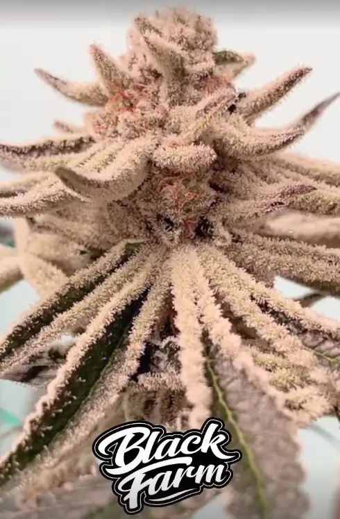 Lamponi Feminized – Alchimia Grow Shop