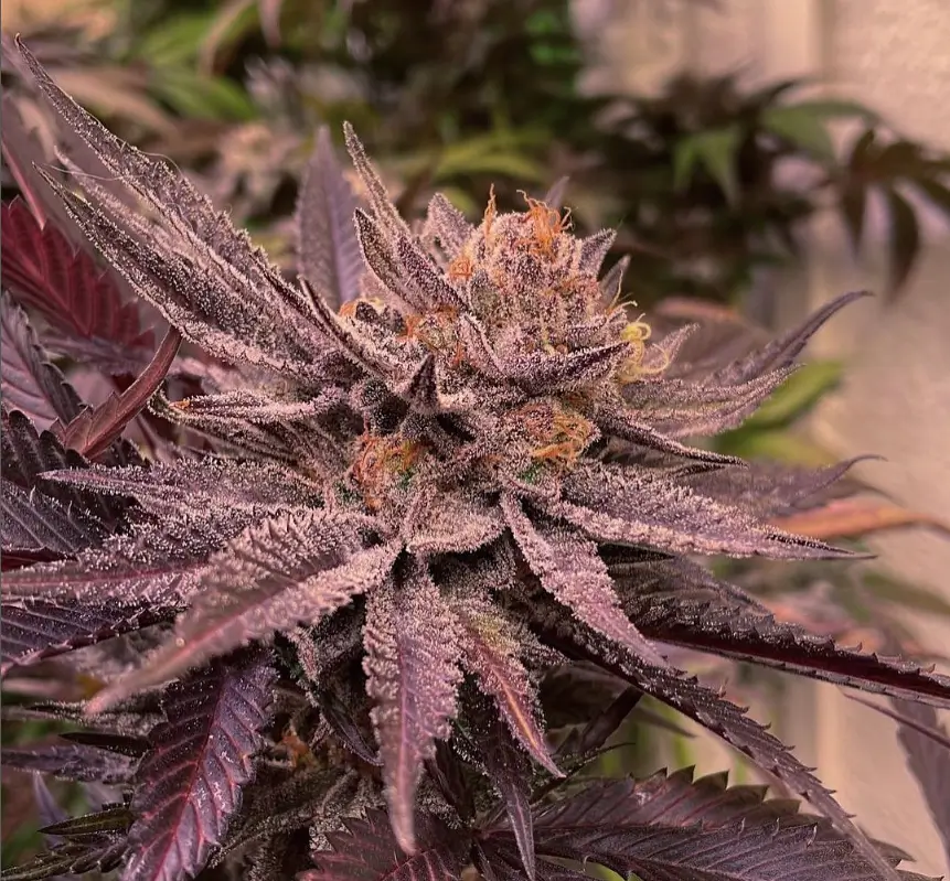 Lamponi Feminized – Alchimia Grow Shop
