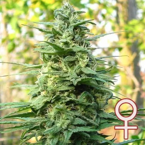 Leda Uno Feminized – Alchimia Grow Shop