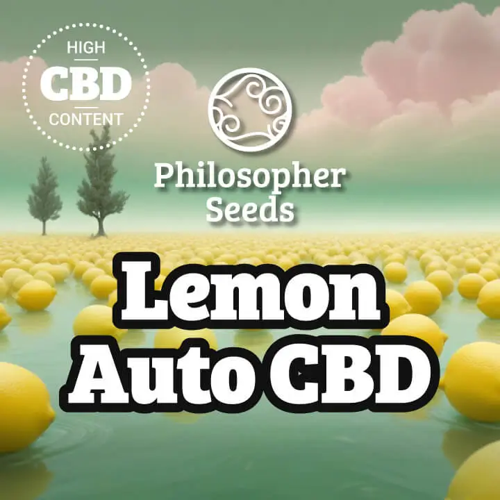 Lemon Auto CBD Autoflower – Alchimia Grow Shop
