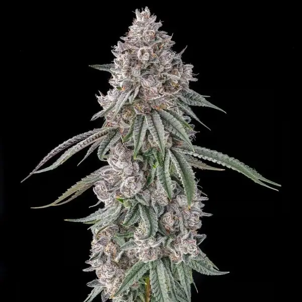 Lemon Chain Feminized – Alchimia Grow Shop