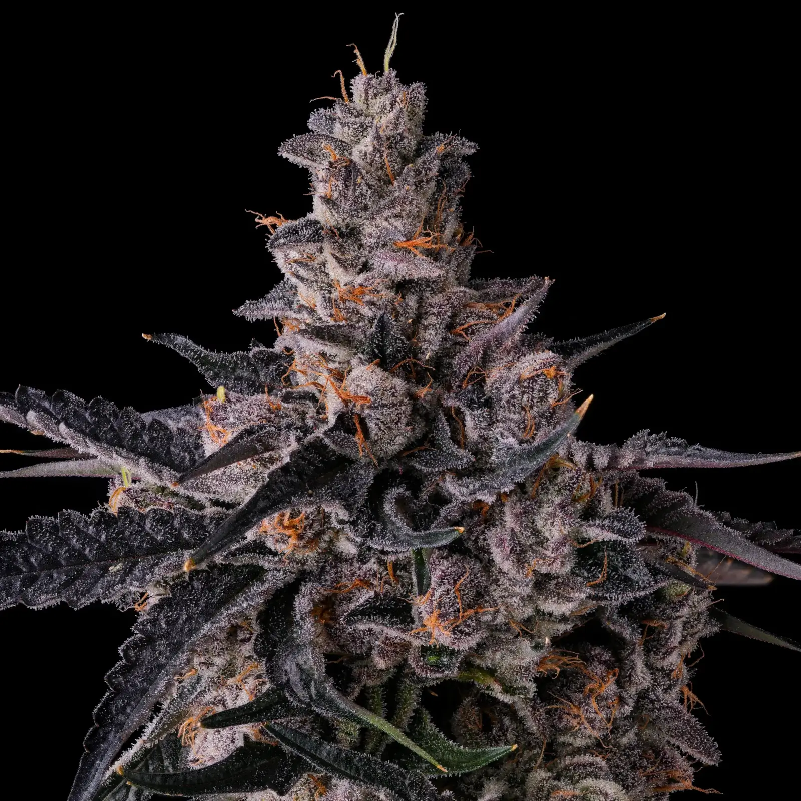 Lemon Cherry Pavé Feminized – Alchimia Grow Shop