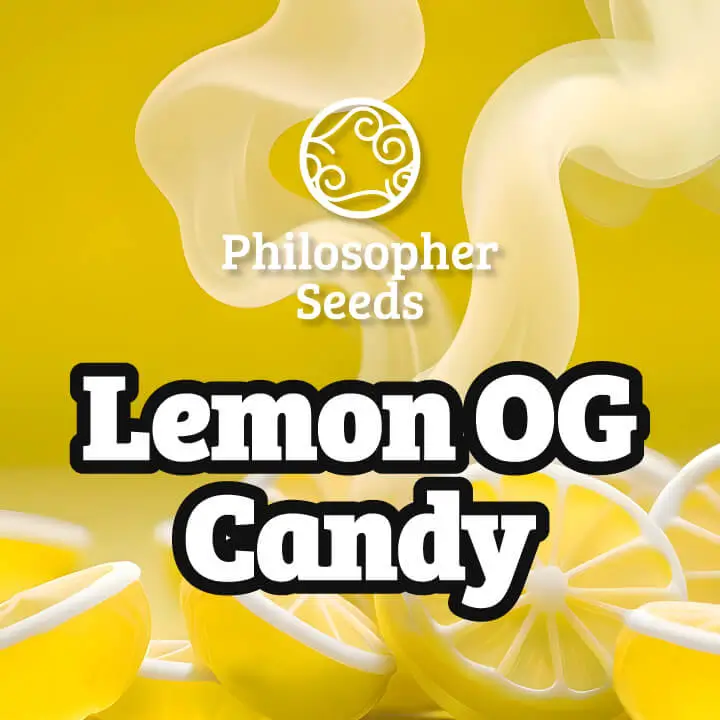 Lemon OG Candy Feminized – Alchimia Grow Shop
