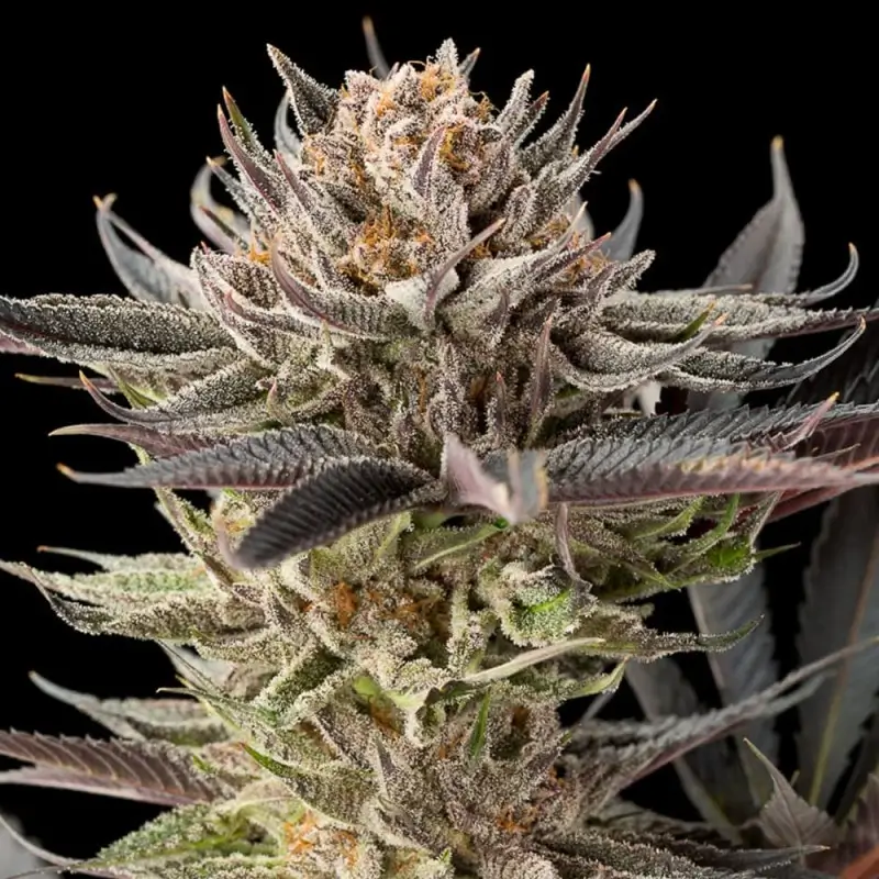 Lemon Tree 2.0 Feminized – Alchimia Grow Shop