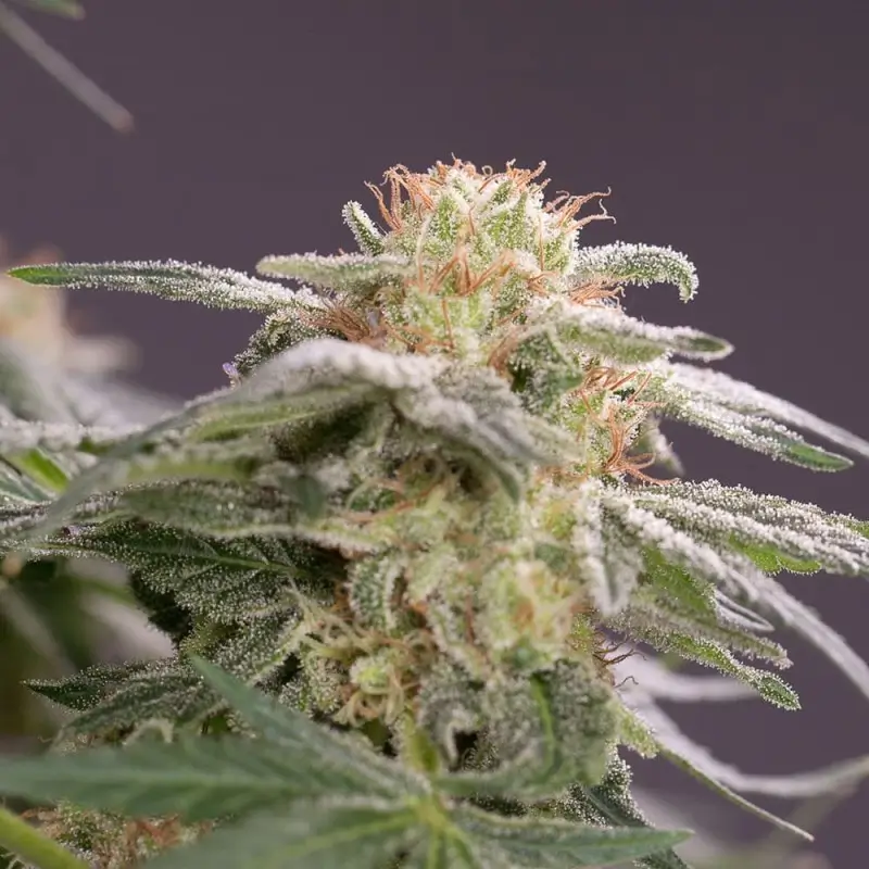 Lemon Tree Fast Feminized – Alchimia Grow Shop