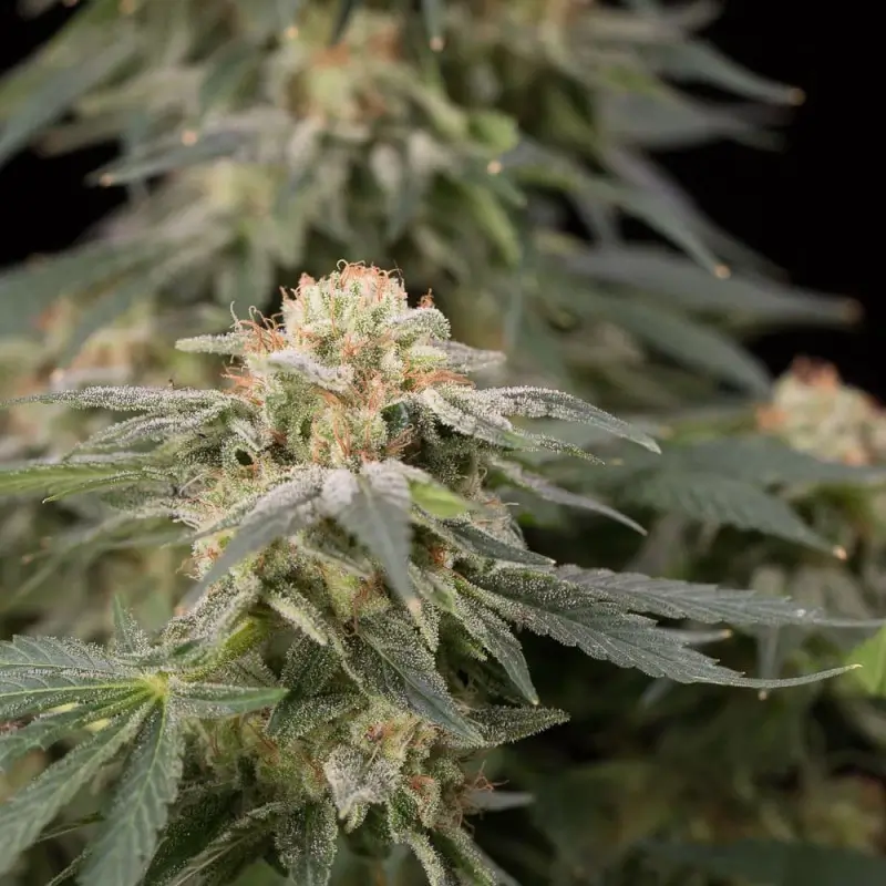 Lemon Tree Fast Feminized – Alchimia Grow Shop