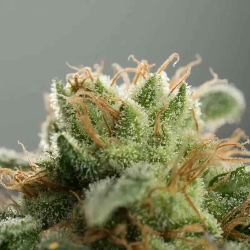Lemon Tree Fast Feminized – Alchimia Grow Shop