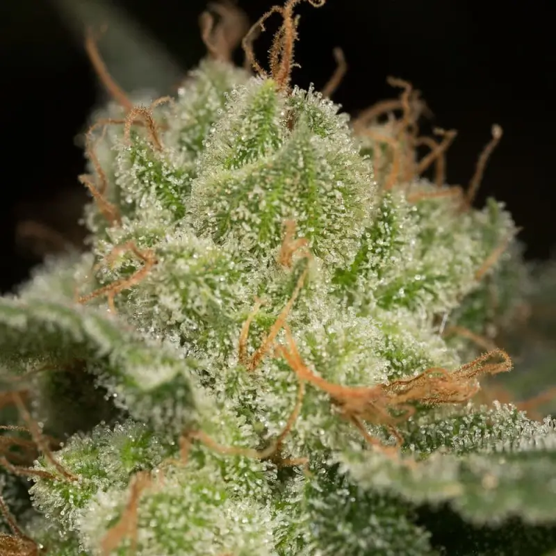 Lemon Tree Fast Feminized – Alchimia Grow Shop