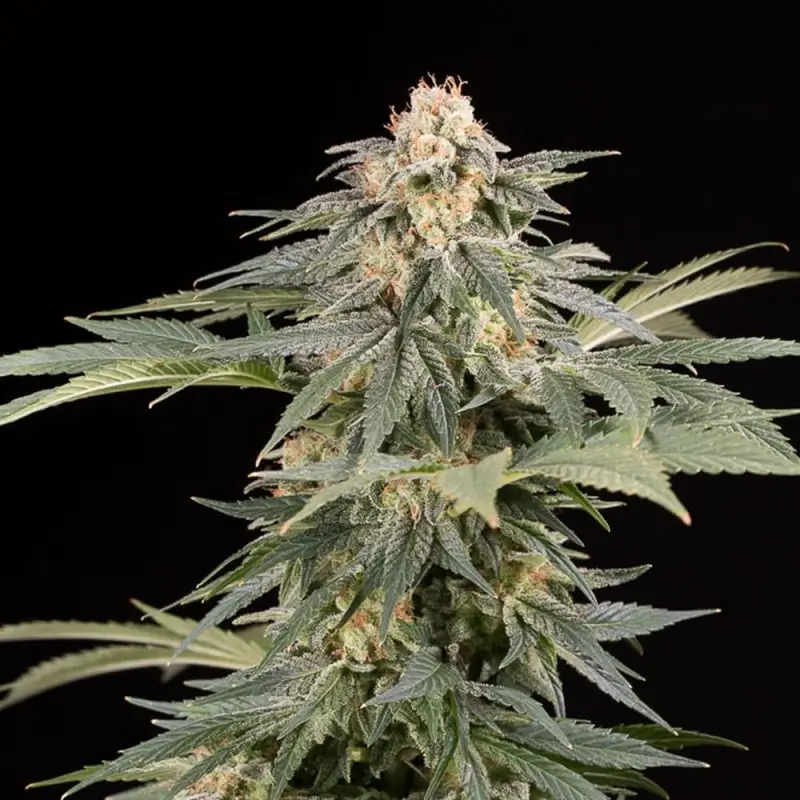 Lemon Tree Fast Feminized – Alchimia Grow Shop