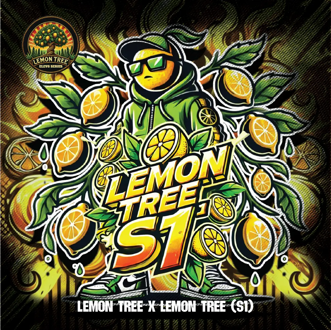 Lemon Tree S1 Feminized – Alchimia Grow Shop