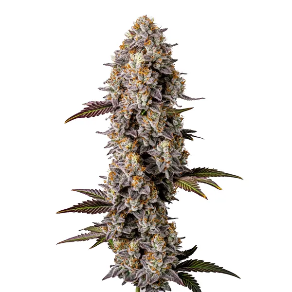 Lemon Cherry Gelato – Blimburn Seeds
