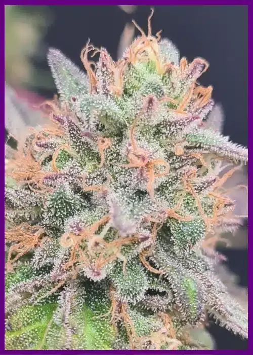 Limepaya Feminized – Alchimia Grow Shop