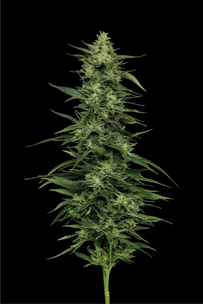 Limez Feminized – Alchimia Grow Shop