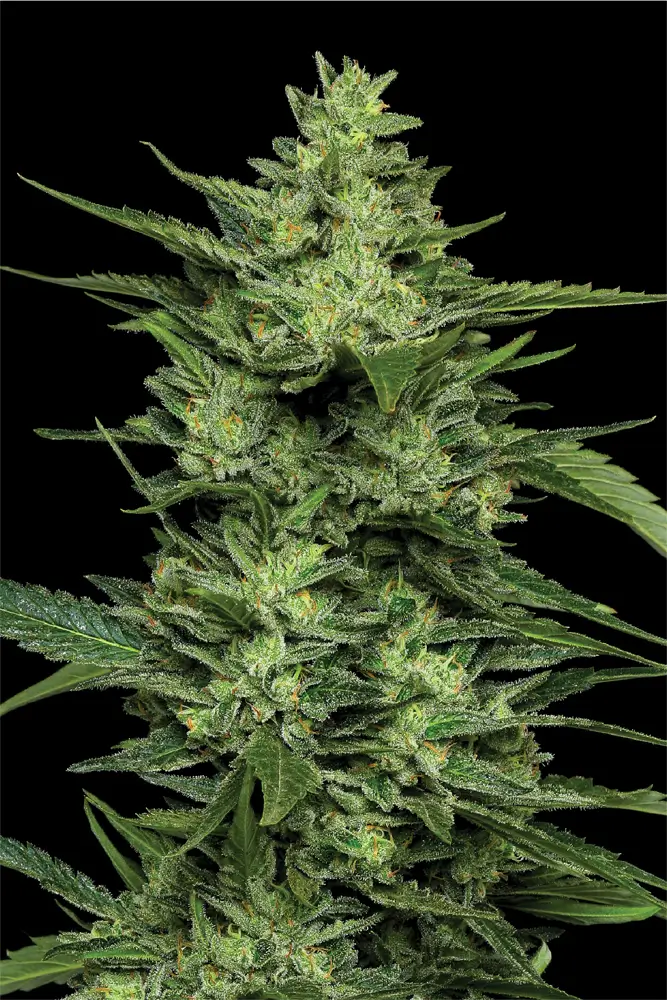 Limez Feminized – Alchimia Grow Shop