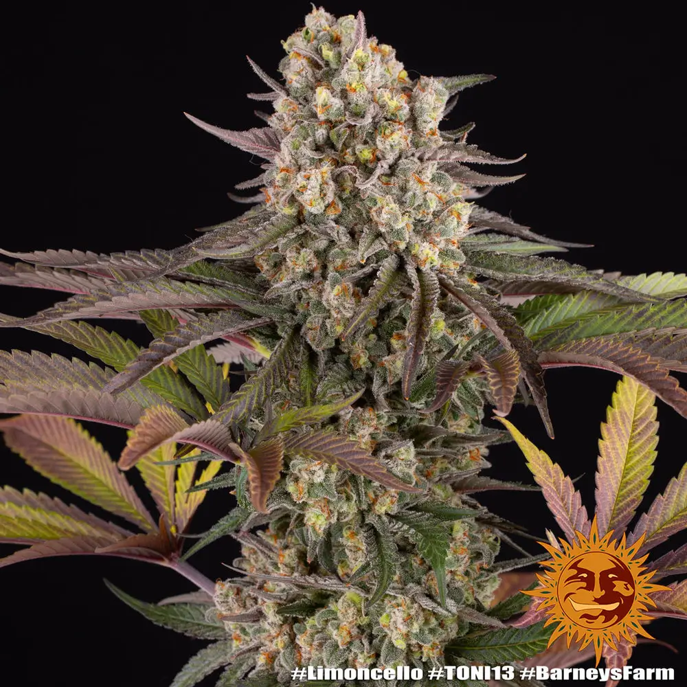 Limoncello Feminized – Alchimia Grow Shop