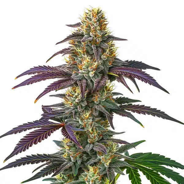 Limoncello – Blimburn Seeds