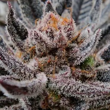 Limosa Feminized – Alchimia Grow Shop