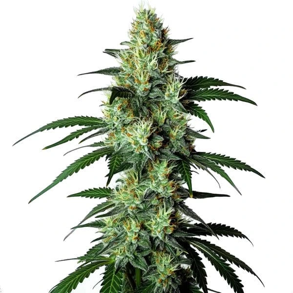 Louis XIII – Blimburn Seeds