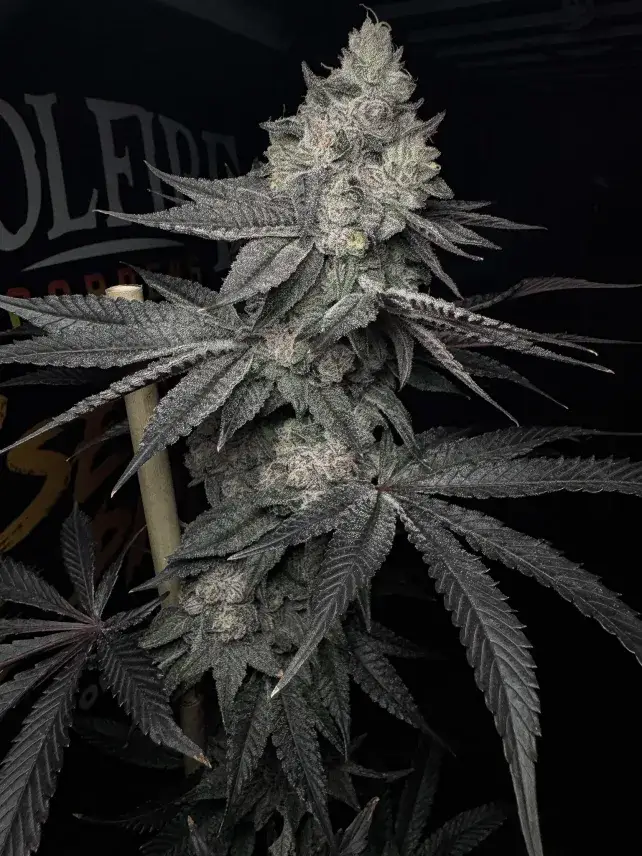 Lucid Vision Feminized – Alchimia Grow Shop
