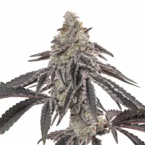MAC – Blimburn Seeds