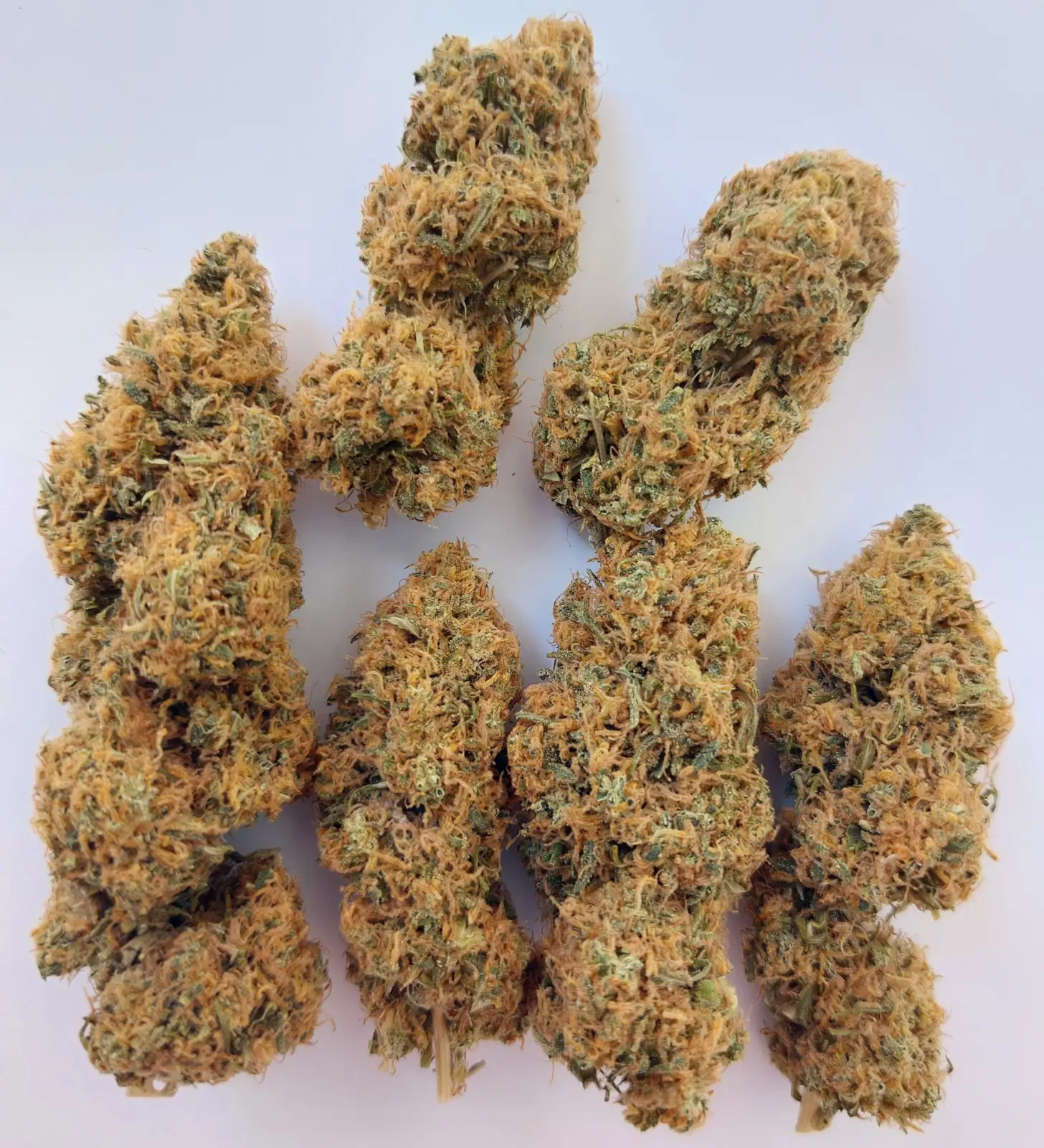 Magic Carrot Regular Regular – Alchimia Grow Shop