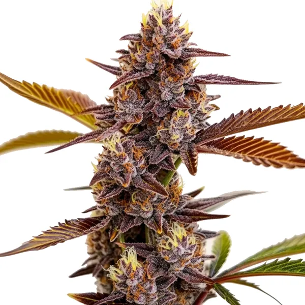 Mandarin Cookies – Blimburn Seeds
