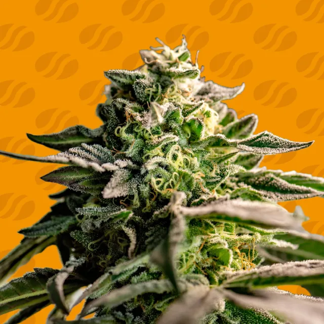 Mango Crack – Original Sensible Seeds