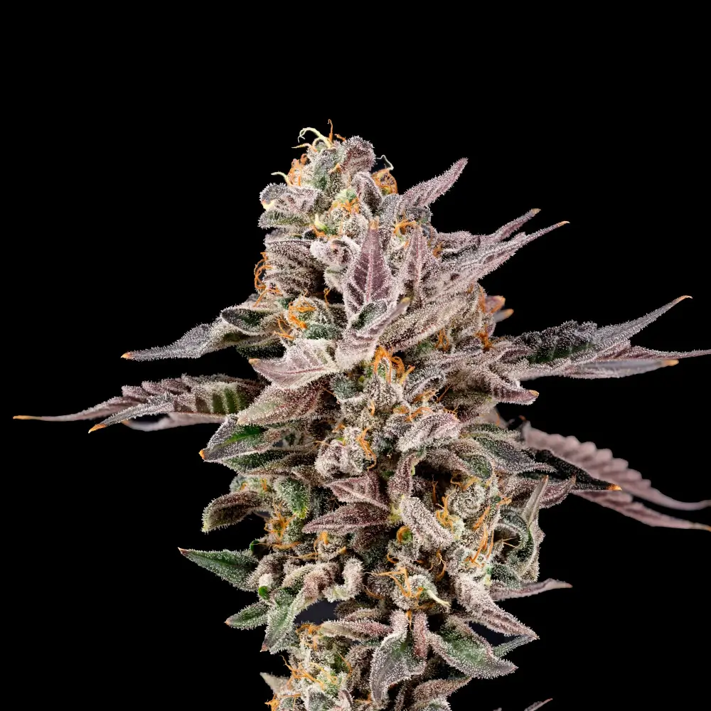 Mascarpone Feminized – Alchimia Grow Shop