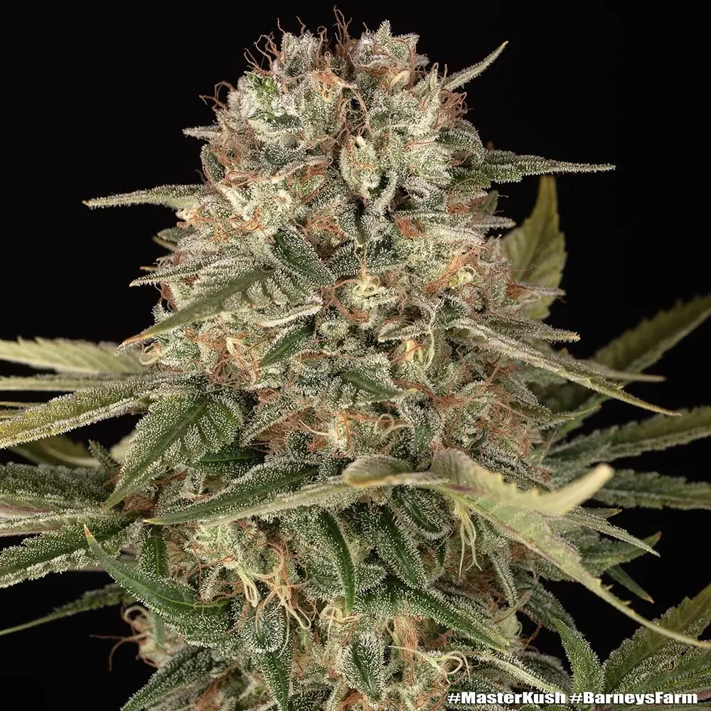 Master Kush Regular Regular – Alchimia Grow Shop