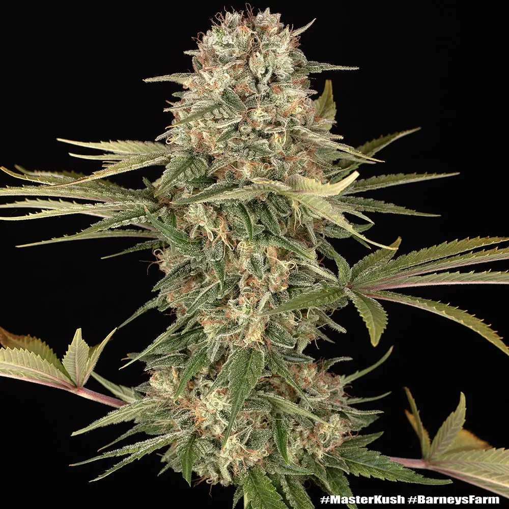 Master Kush Regular Regular – Alchimia Grow Shop