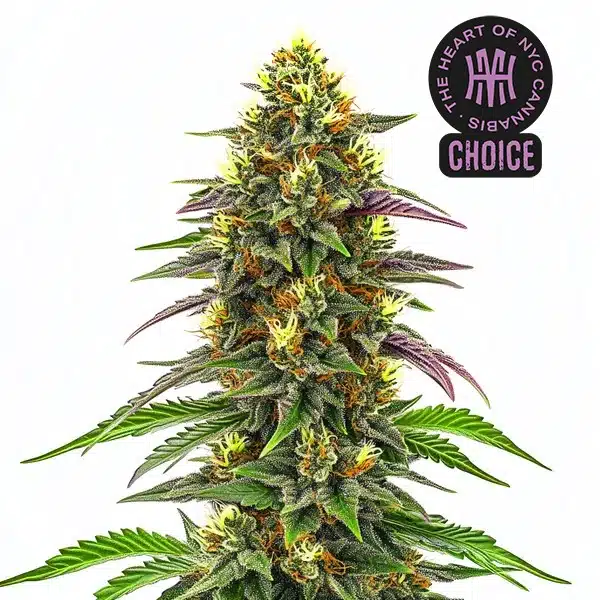 Maui Waui HMC Edition – Blimburn Seeds